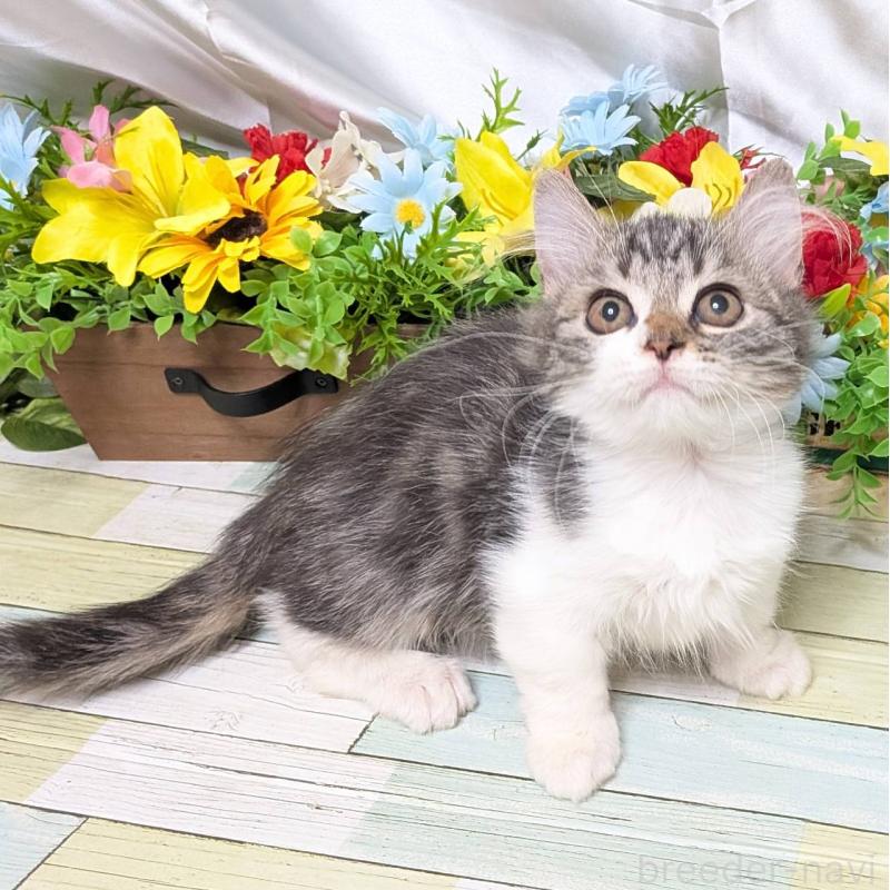 販売中の大阪府のミヌエット(短足)-130163の5枚目