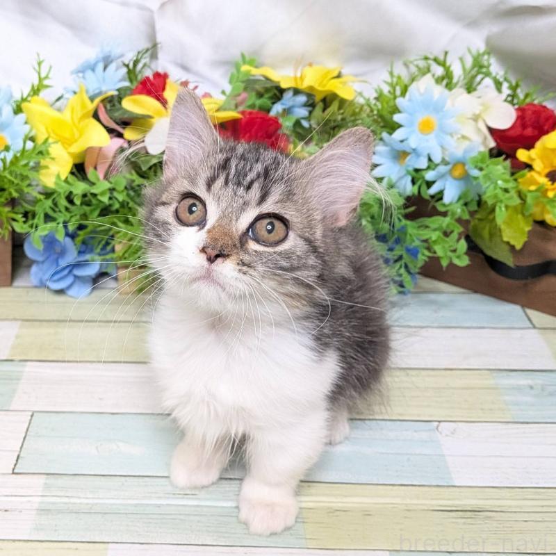 販売中の大阪府のミヌエット(短足)-130163