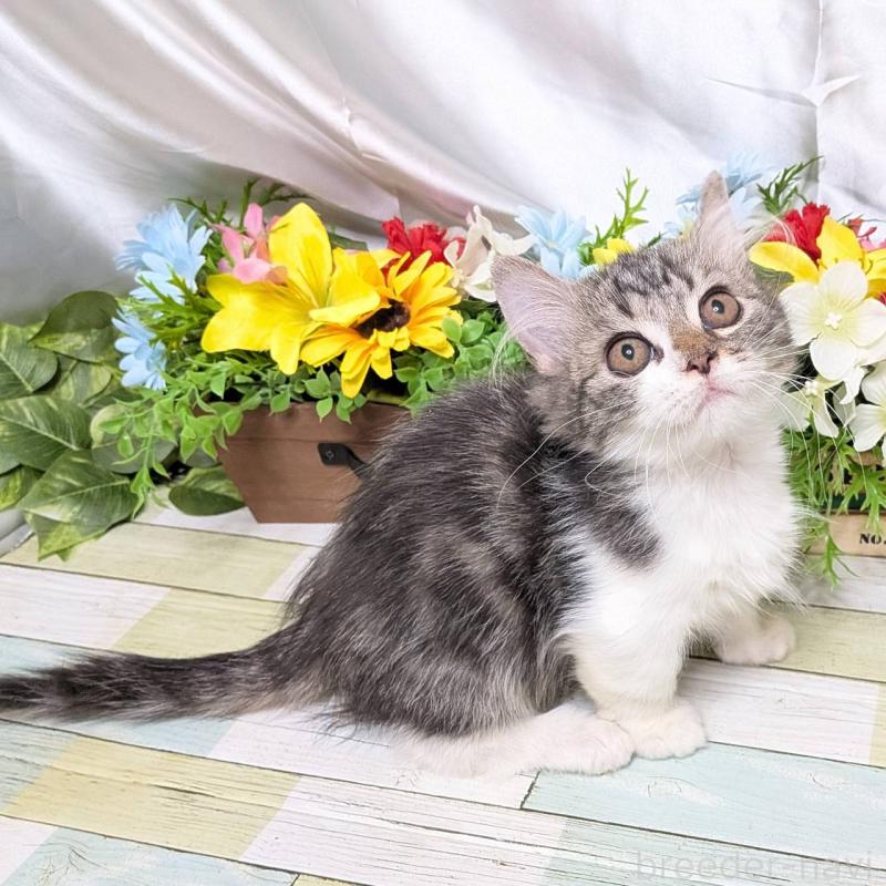 販売中の大阪府のミヌエット(短足)-130163の4枚目