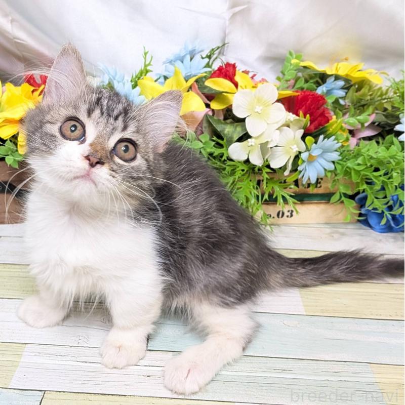 販売中の大阪府のミヌエット(短足)-130163の3枚目