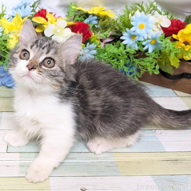 販売中の大阪府のミヌエット(短足)-130163の2枚目