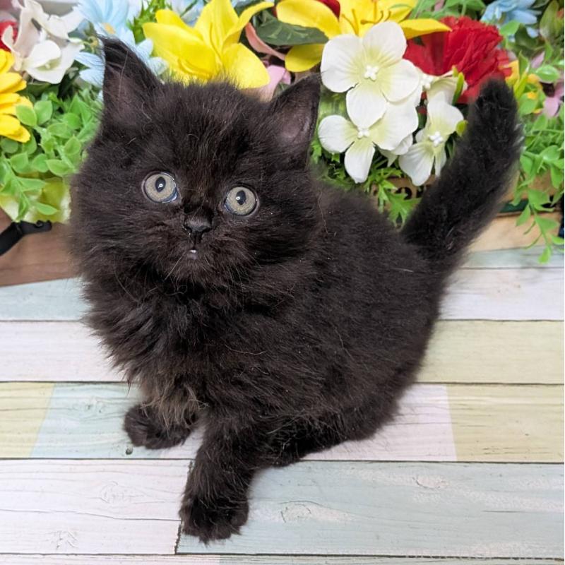 販売中の大阪府のスコティッシュストレート-130165