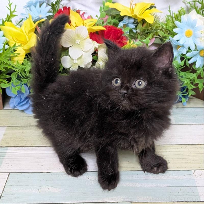 販売中の大阪府のスコティッシュストレート-130165の5枚目