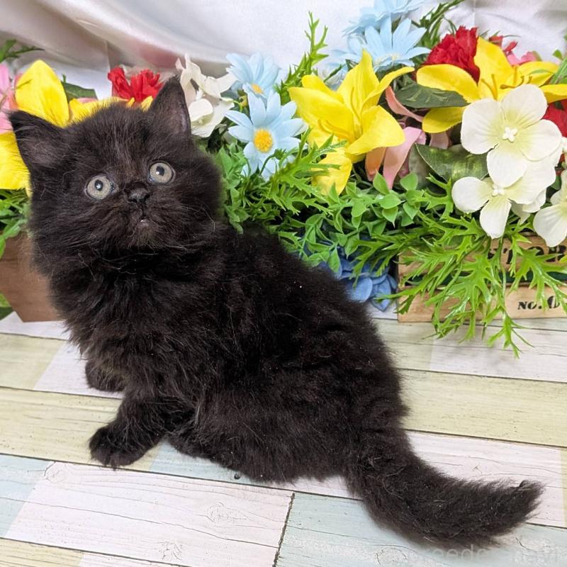 販売中の大阪府のスコティッシュストレート-130165の3枚目