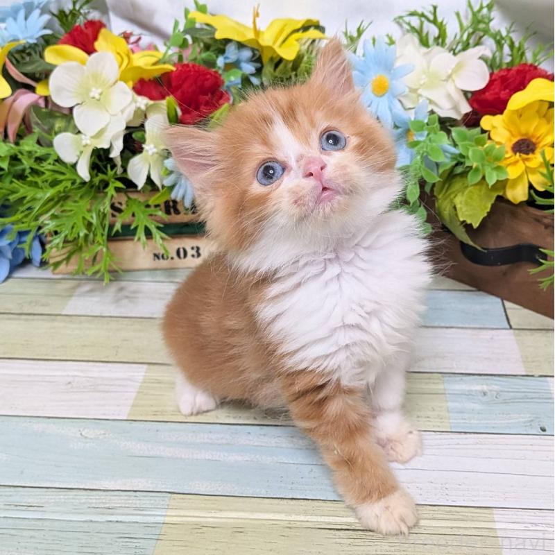 販売中の大阪府のスコティッシュストレート-130168