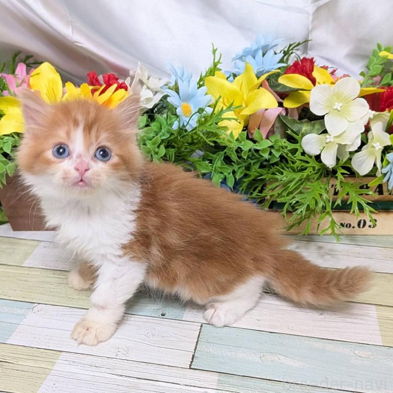 販売中の大阪府のスコティッシュストレート-130168の4枚目