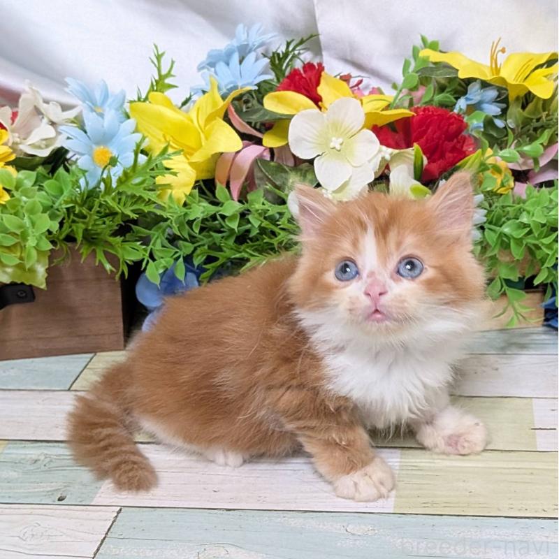 販売中の大阪府のスコティッシュストレート-130168の3枚目