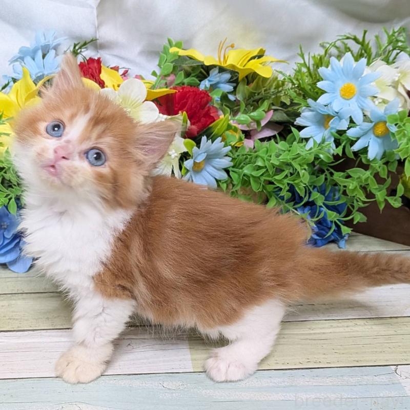 販売中の大阪府のスコティッシュストレート-130168の2枚目