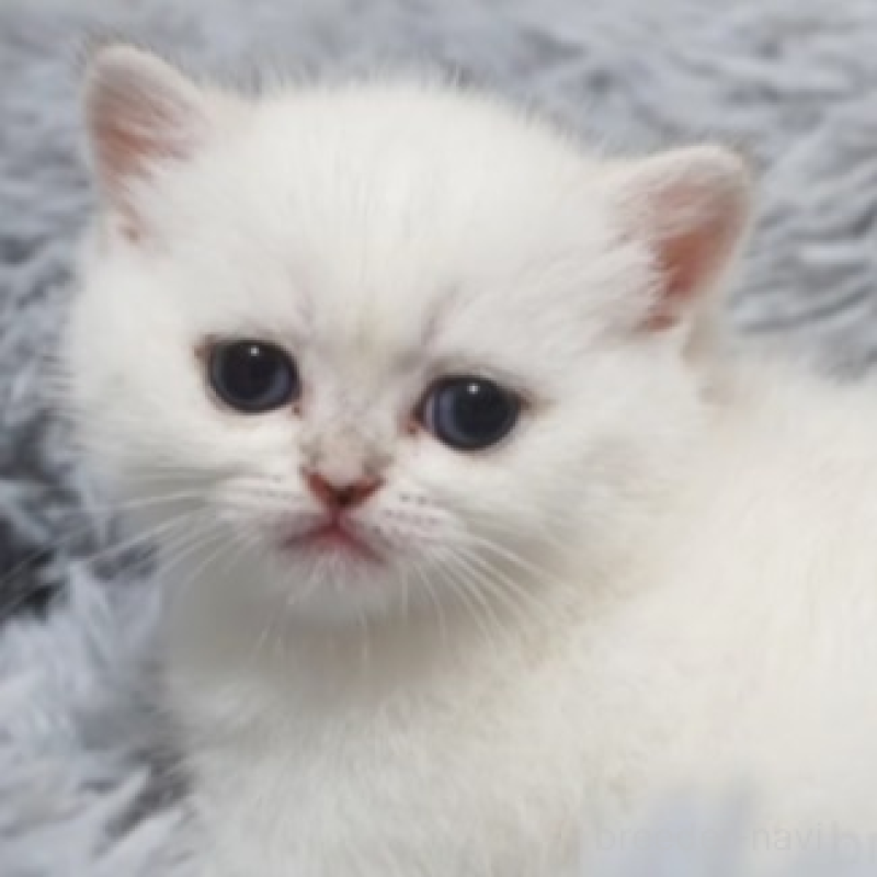 販売中の熊本県のブリティッシュショートヘア-130172の5枚目