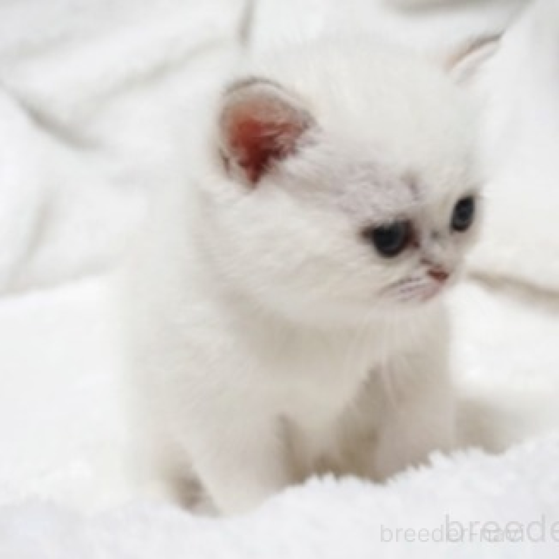 販売中の熊本県のブリティッシュショートヘア-130172の4枚目