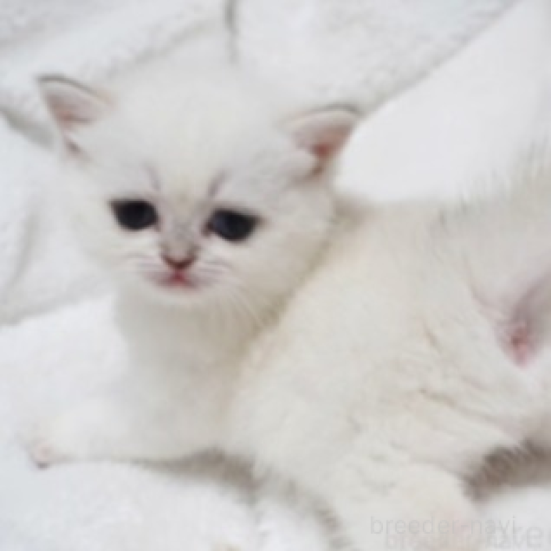 販売中の熊本県のブリティッシュショートヘア-130172の3枚目