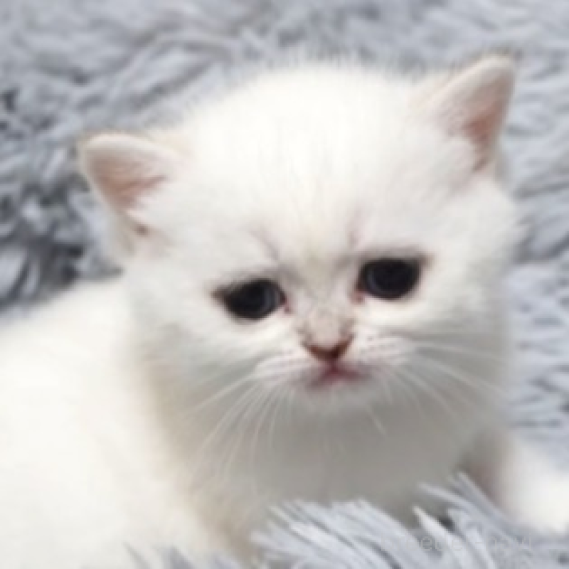 販売中の熊本県のブリティッシュショートヘア-130172の2枚目