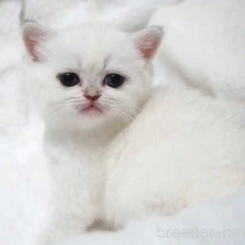 販売中の熊本県のブリティッシュショートヘア-130172