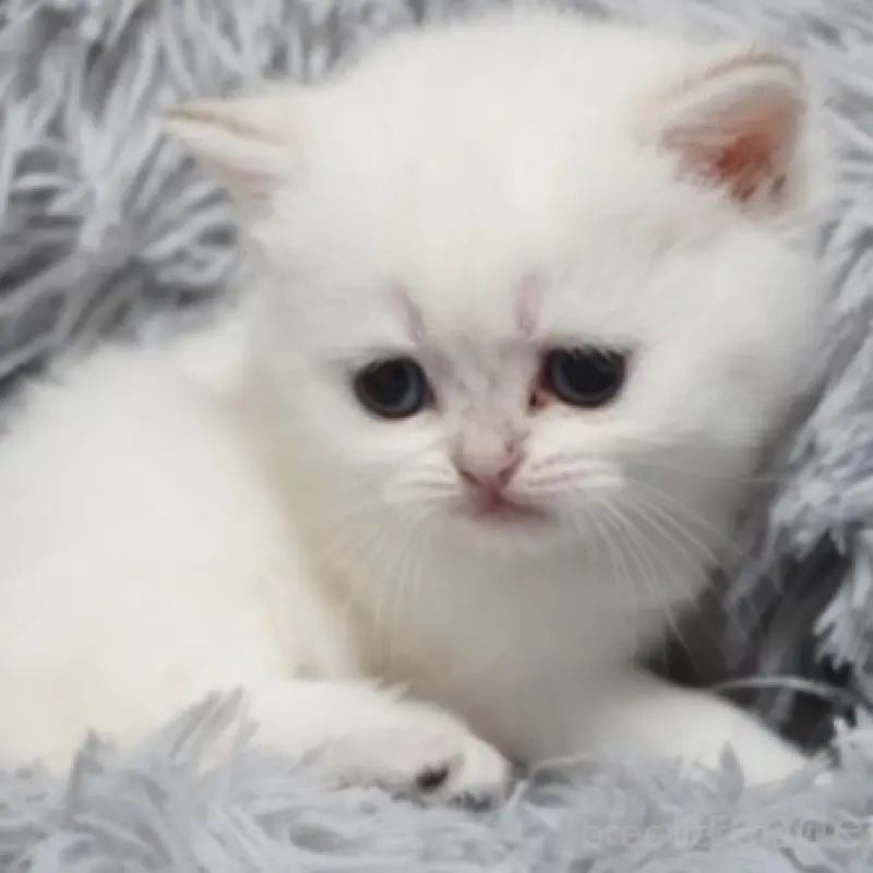 販売中の熊本県のブリティッシュショートヘア-130174