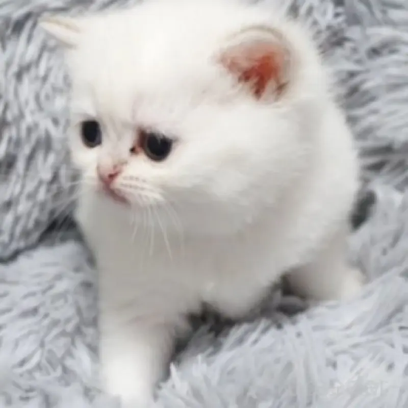 販売中の熊本県のブリティッシュショートヘア-130174の8枚目