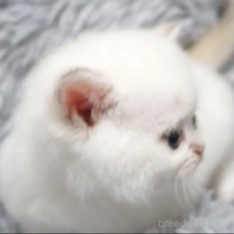 販売中の熊本県のブリティッシュショートヘア-130174の7枚目