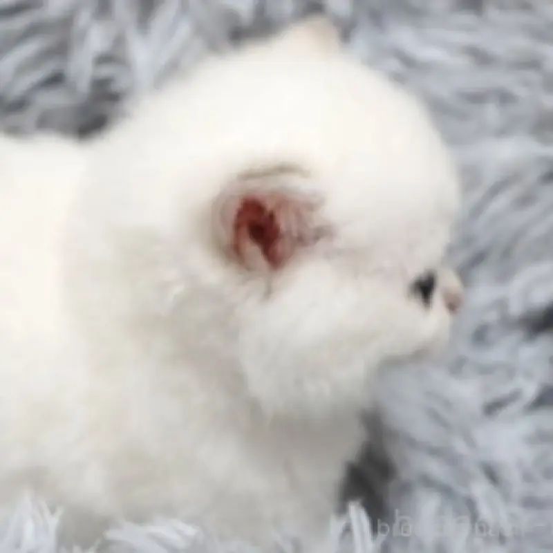 販売中の熊本県のブリティッシュショートヘア-130174の6枚目