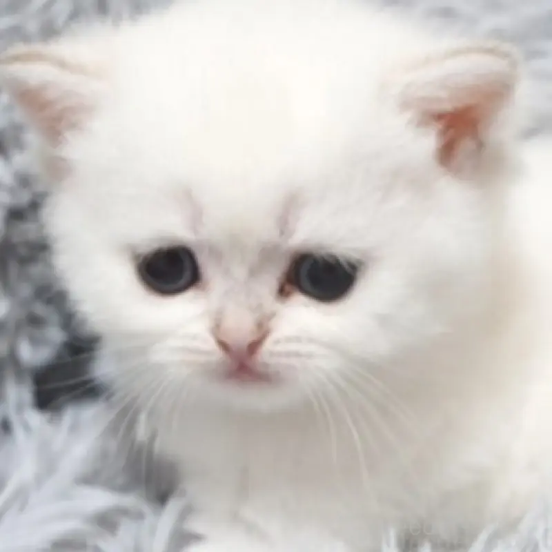 販売中の熊本県のブリティッシュショートヘア-130174の5枚目