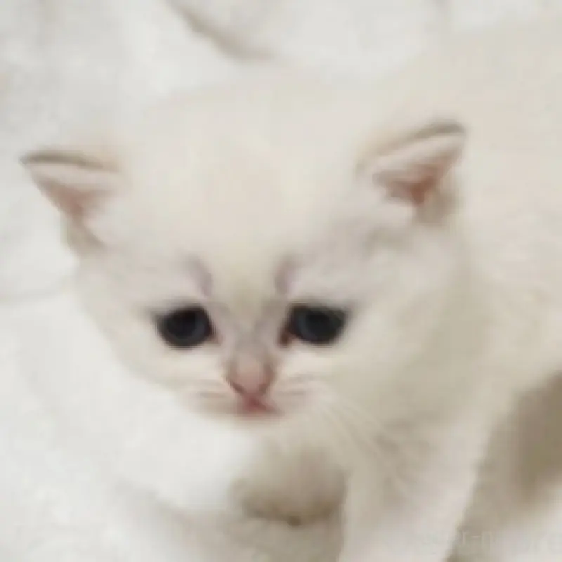 販売中の熊本県のブリティッシュショートヘア-130174の4枚目