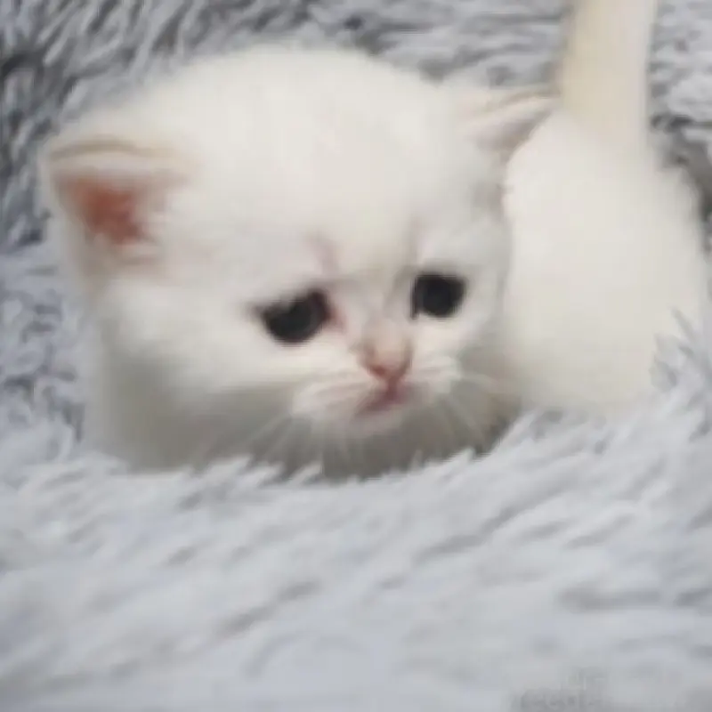 販売中の熊本県のブリティッシュショートヘア-130174の3枚目