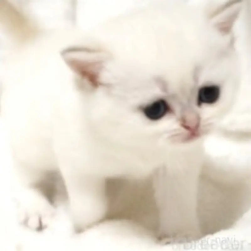 販売中の熊本県のブリティッシュショートヘア-130174の2枚目