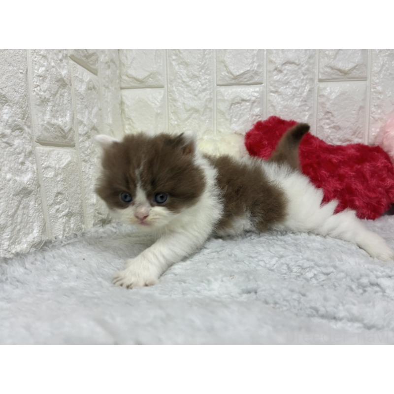 販売中の大阪府のブリティッシュロングヘア-130175の6枚目