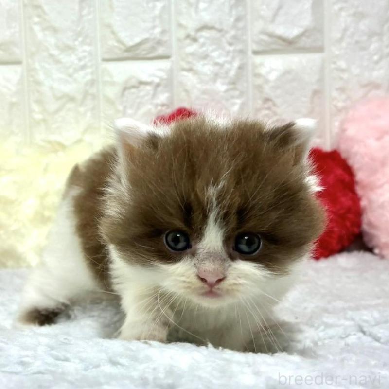 販売中ののブリティッシュロングヘア-130175