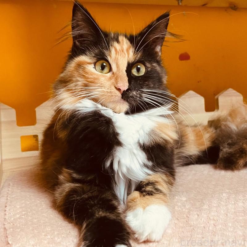 販売中の京都府のメインクーン-121139の5枚目