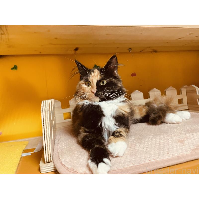 販売中の京都府のメインクーン-121139の4枚目