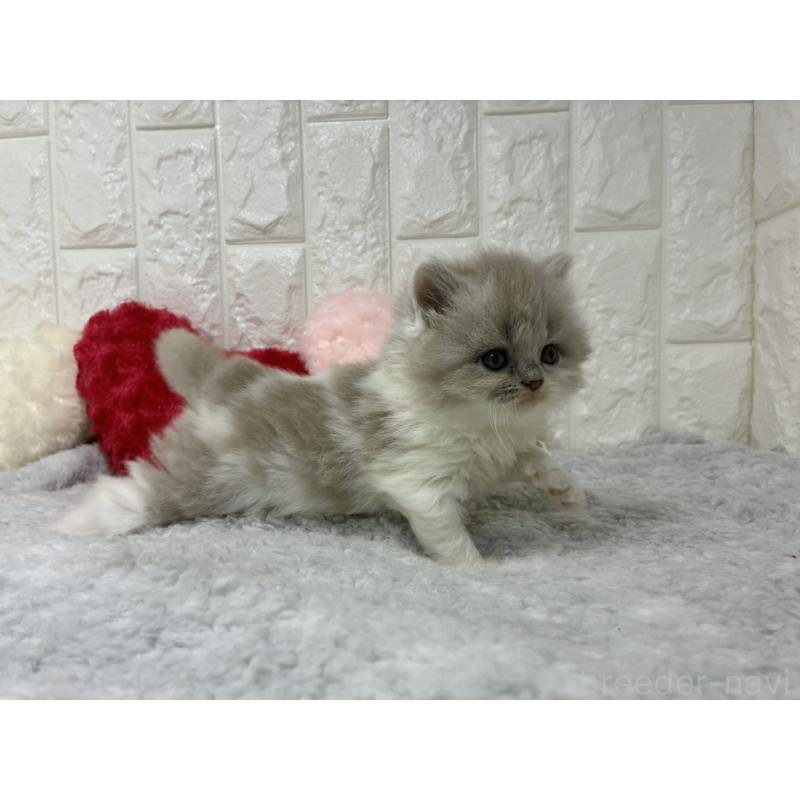 販売中の大阪府のブリティッシュロングヘア-130176の5枚目