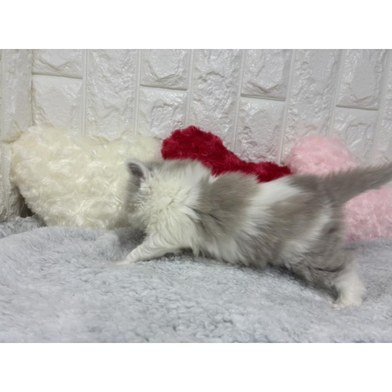 販売中の大阪府のブリティッシュロングヘア-130176の4枚目