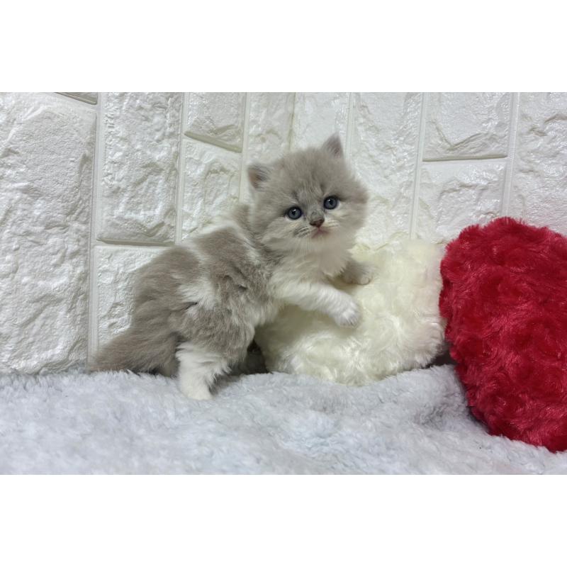 販売中の大阪府のブリティッシュロングヘア-130176の3枚目