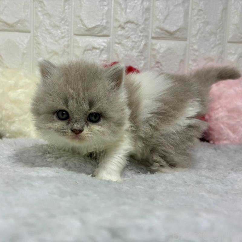 販売中の大阪府のブリティッシュロングヘア-130176の1枚目