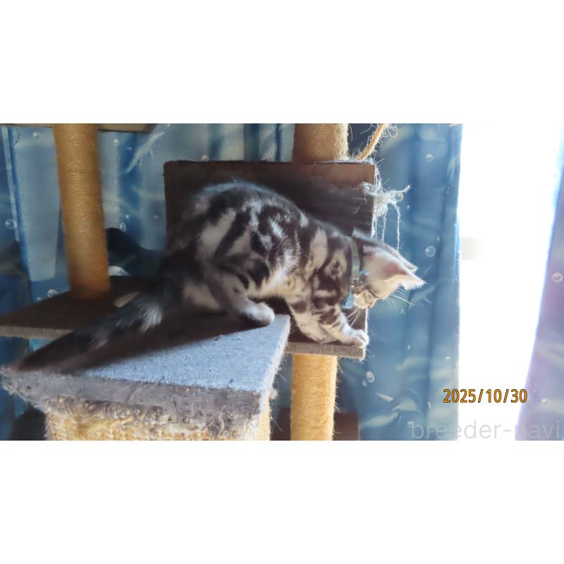 販売中の長野県のアメリカンショートヘア-130167の4枚目