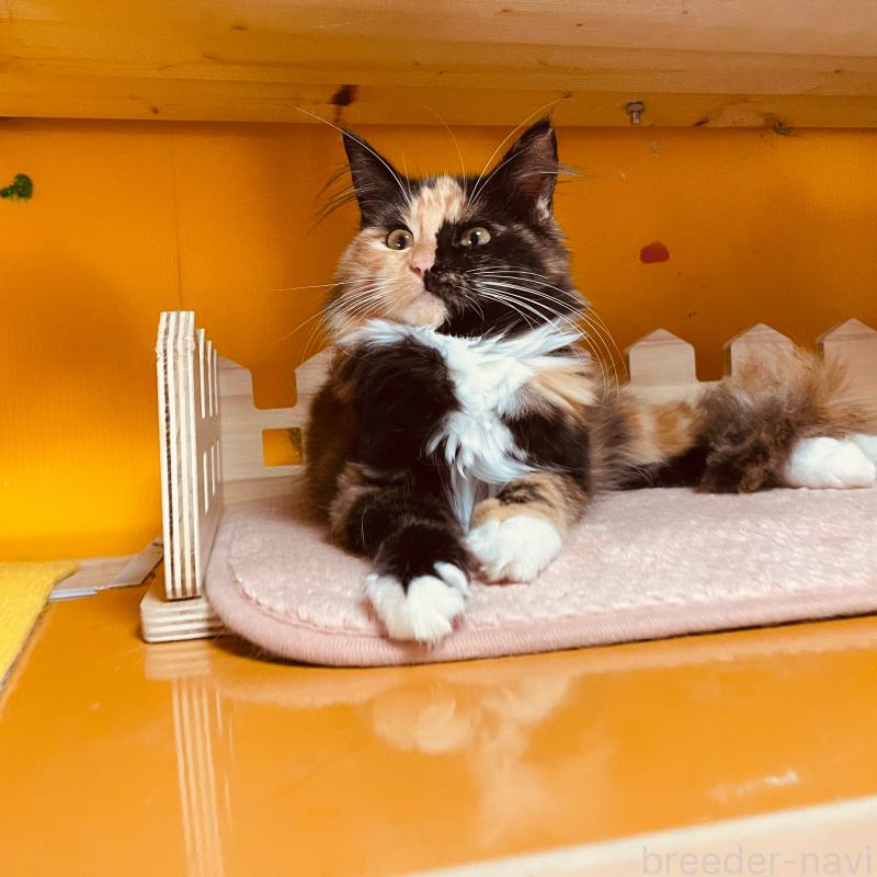 販売中の京都府のメインクーン-121139