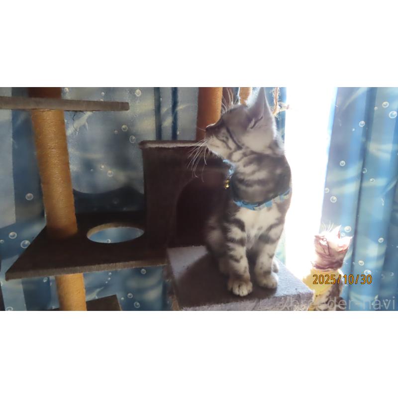 販売中の長野県のアメリカンショートヘア-130167の2枚目