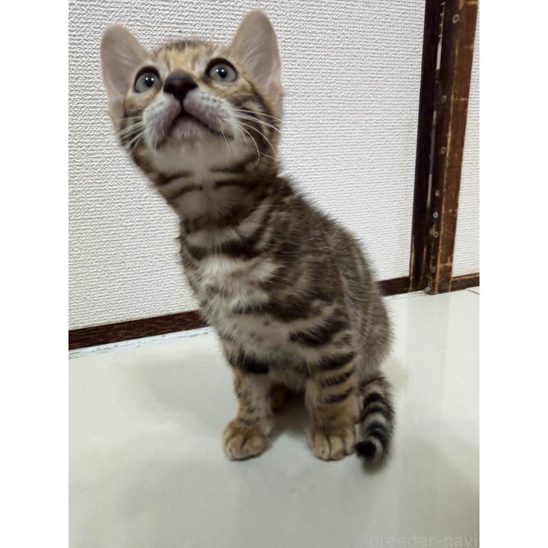 販売中の愛知県のベンガル-130177の11枚目