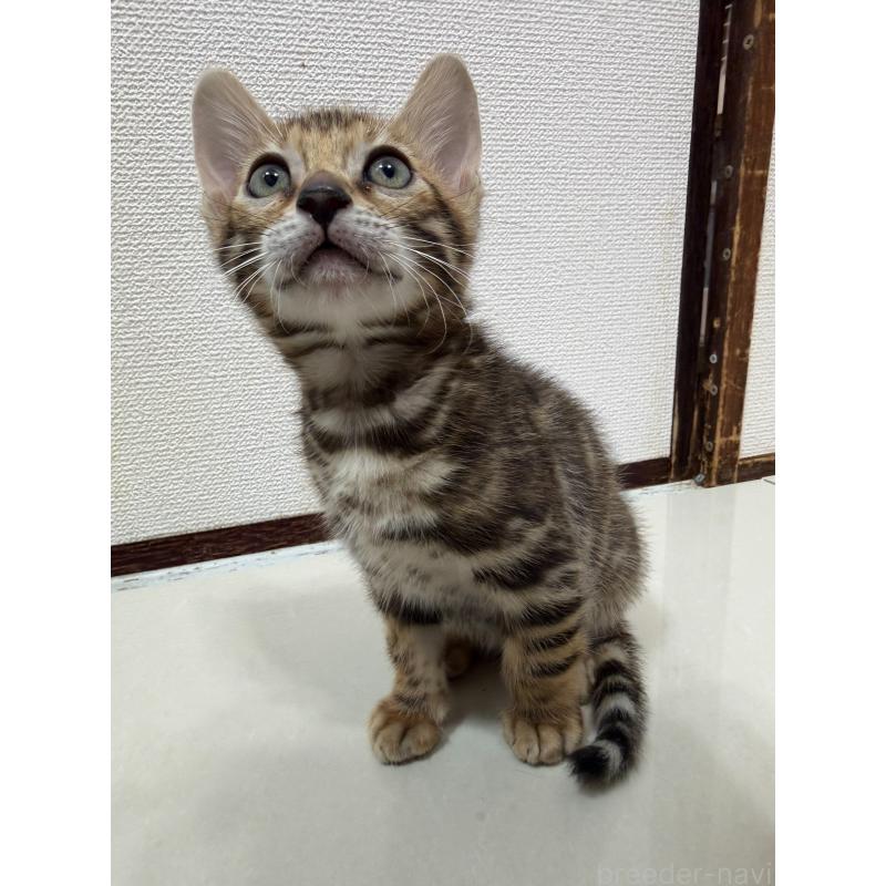 販売中の愛知県のベンガル-130177の10枚目