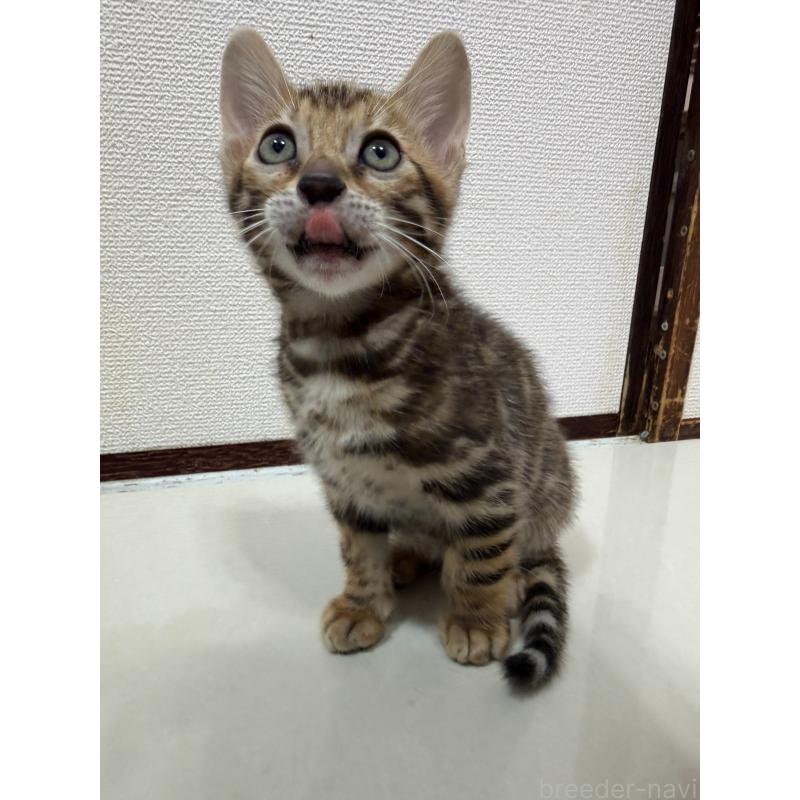 販売中の愛知県のベンガル-130177の9枚目