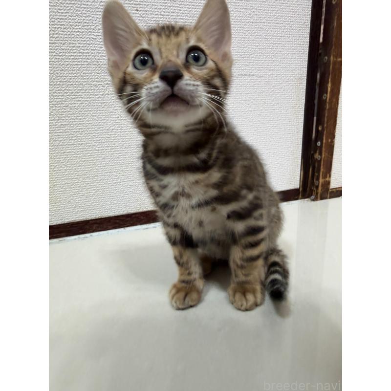 販売中の愛知県のベンガル-130177の8枚目