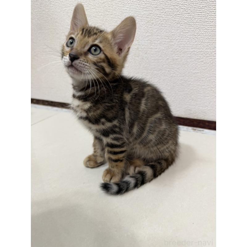 販売中の愛知県のベンガル-130177の7枚目