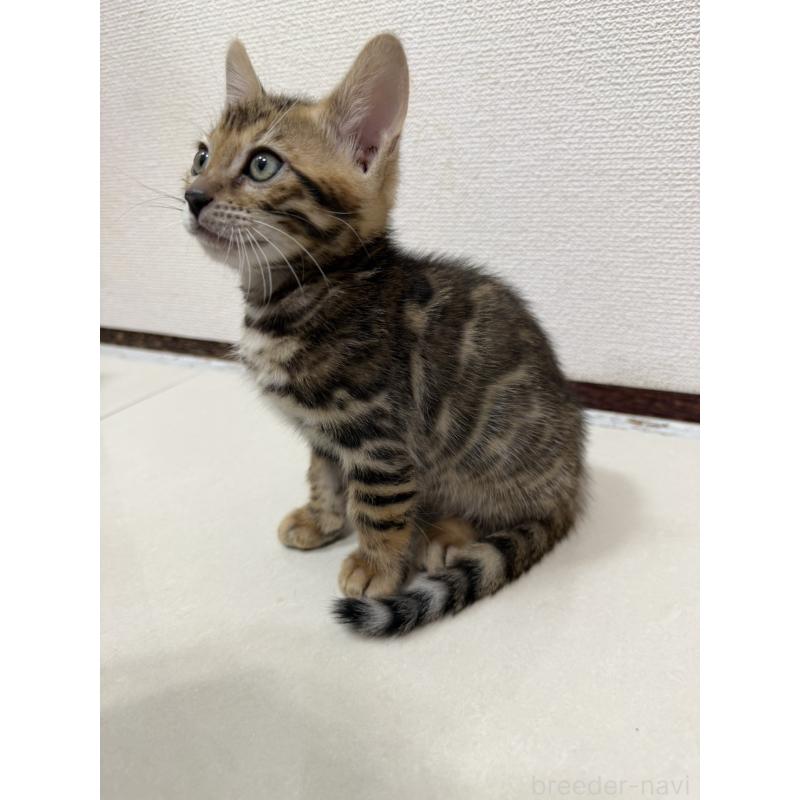 販売中の愛知県のベンガル-130177の6枚目