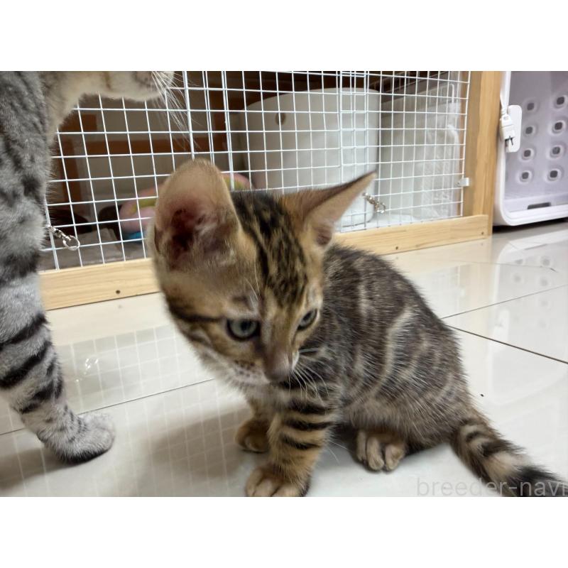 販売中の愛知県のベンガル-130177の5枚目