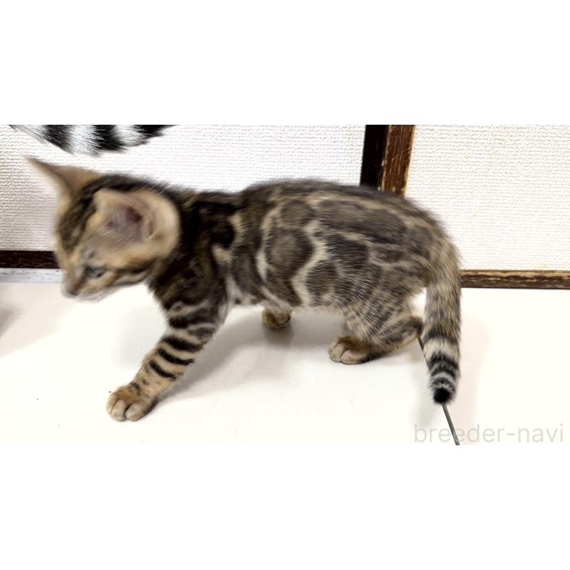 販売中の愛知県のベンガル-130177の4枚目