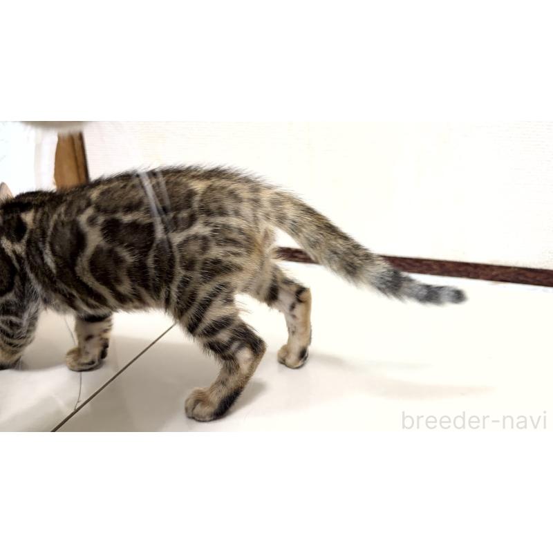 販売中の愛知県のベンガル-130177の3枚目