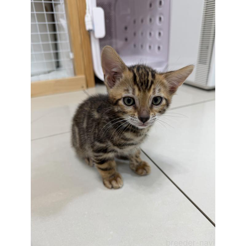 販売中の愛知県のベンガル-130177の2枚目