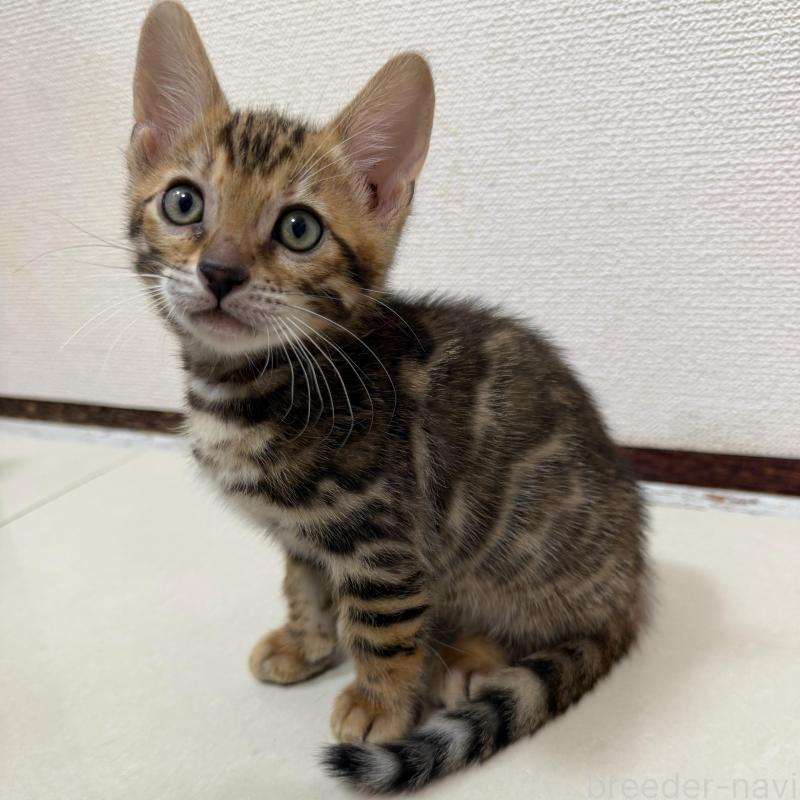 販売中ののベンガル-130177