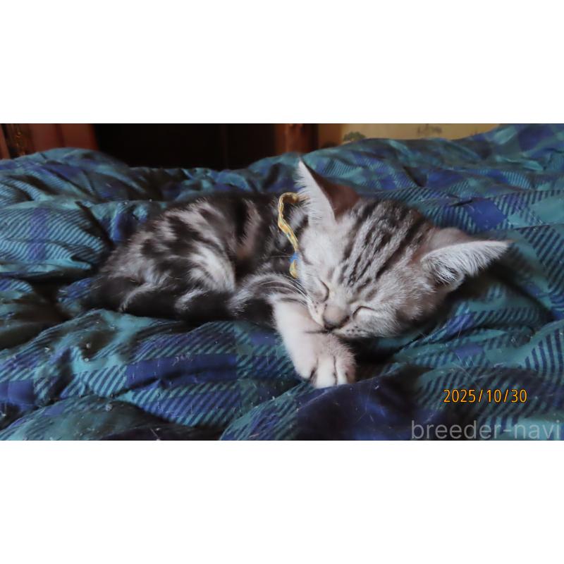 販売中の長野県のアメリカンショートヘア-130170の2枚目