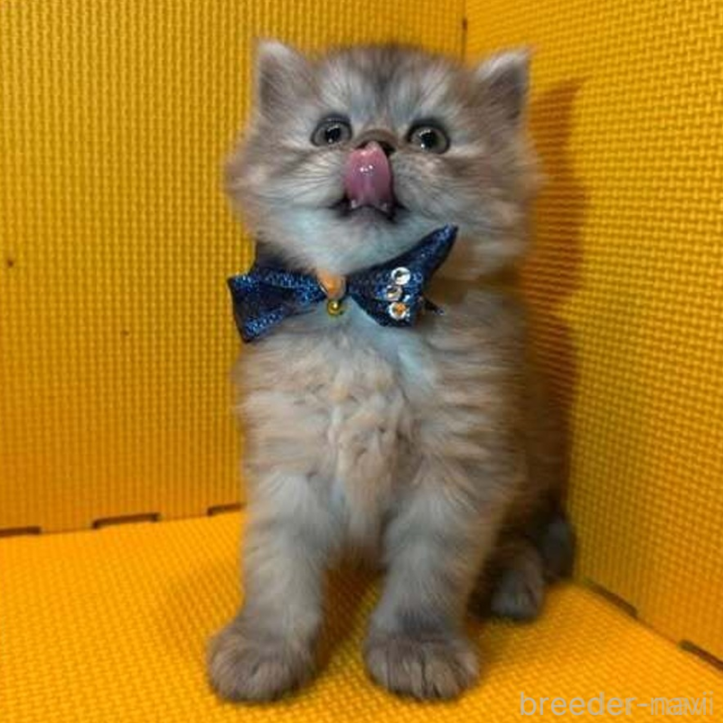 販売中の神奈川県のミヌエット-130179の5枚目