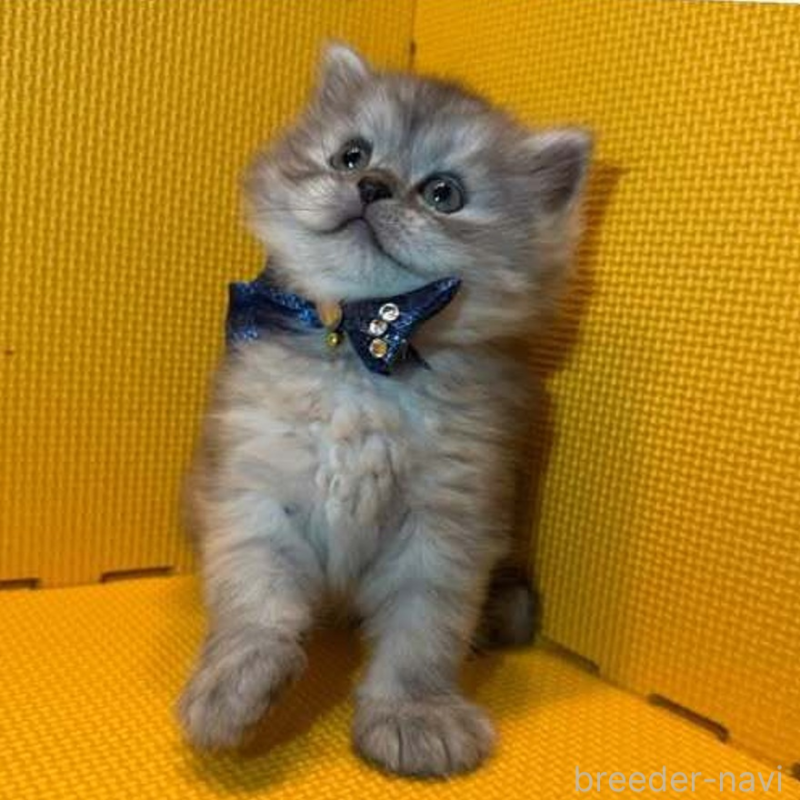 販売中の神奈川県のミヌエット-130179の4枚目